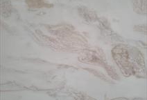 OYSTER WHITE
